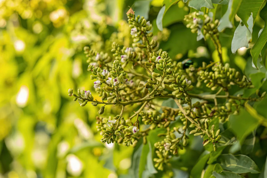 What Does Tonka Bean Smell Like? Snif
