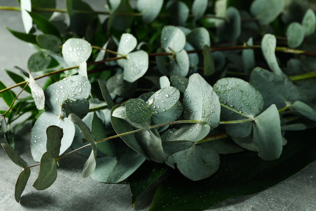 Find Your Scent: What Does Eucalyptus Smell Like? | Snif