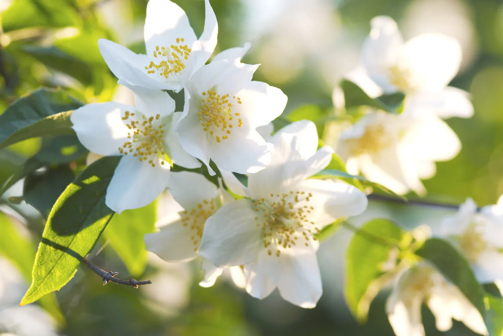 Find Your Scent What Does Jasmine Smell Like Snif