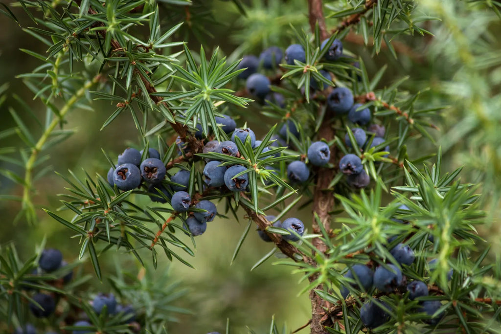 Find Your Scent What Does Juniper Smell Like Snif