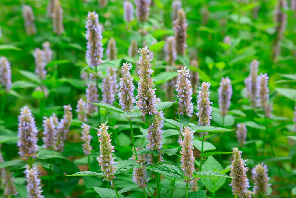 Find Your Scent: What Does Patchouli Smell Like? | Snif