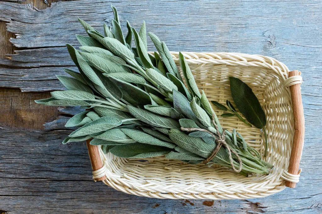 Find Your Scent: What Does Sage Smell Like | Snif