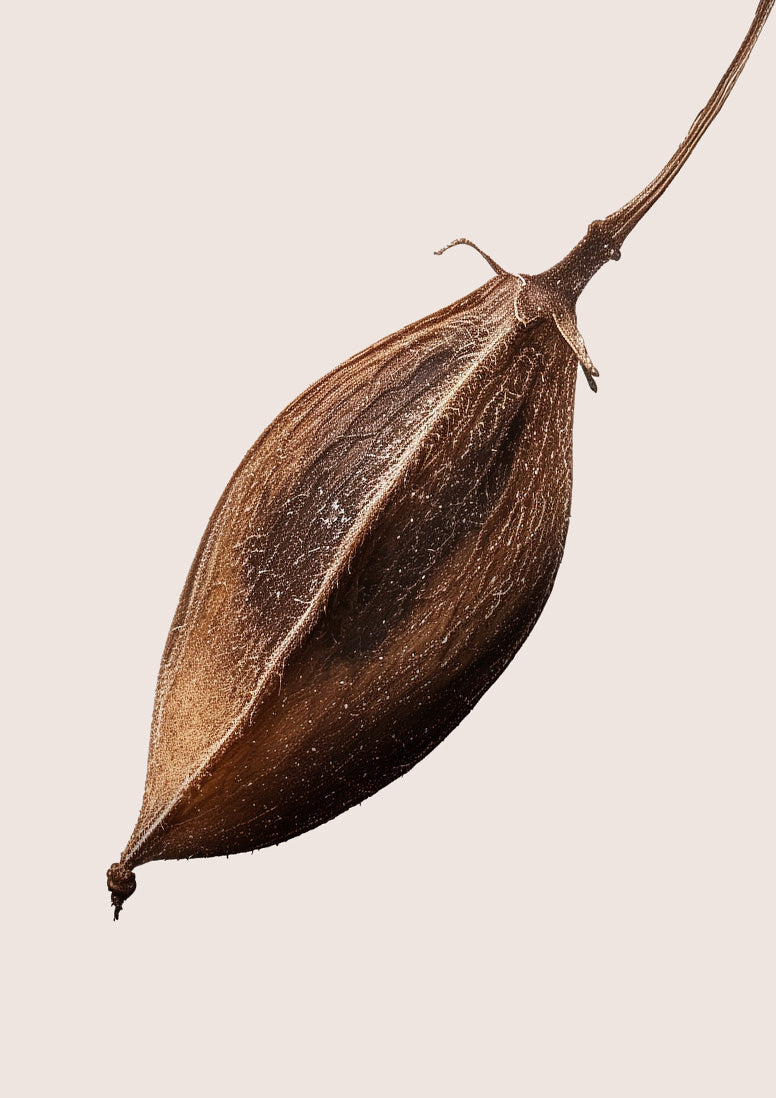 Rose Era | Rose Perfume | Snif x Monet McMichael