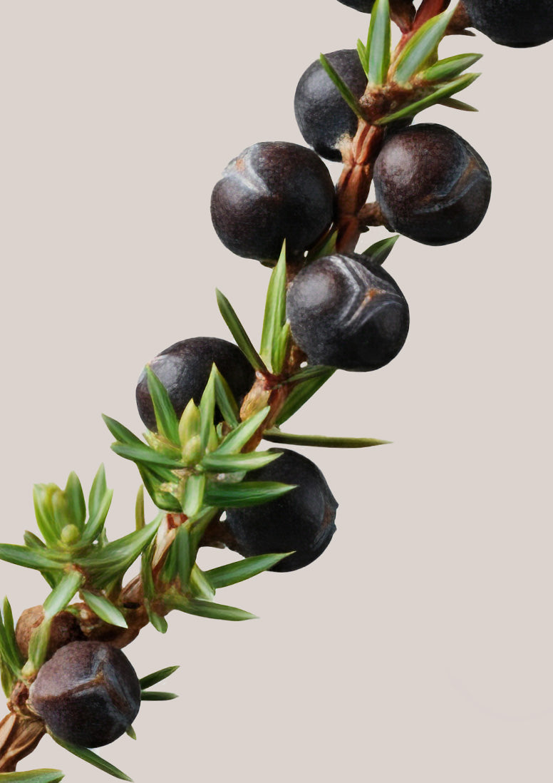 Sweet Ash | Clean Fragrance – Snif