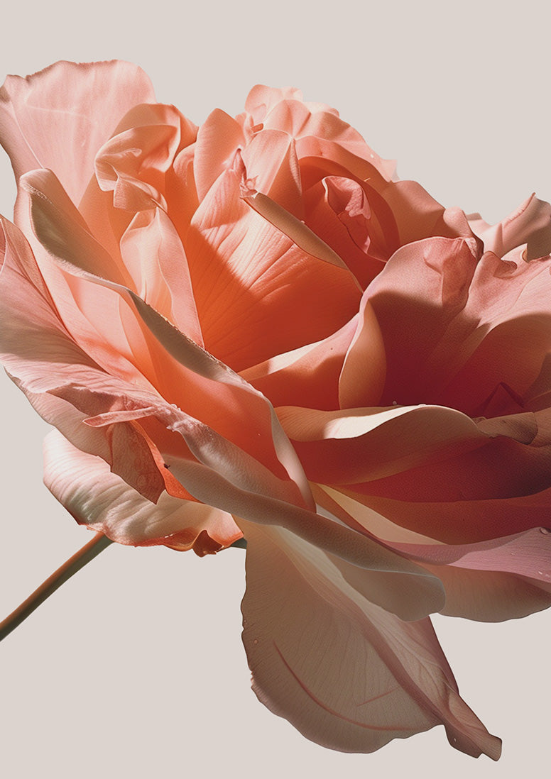 Rose Era | Rose Perfume | Snif x Monet McMichael