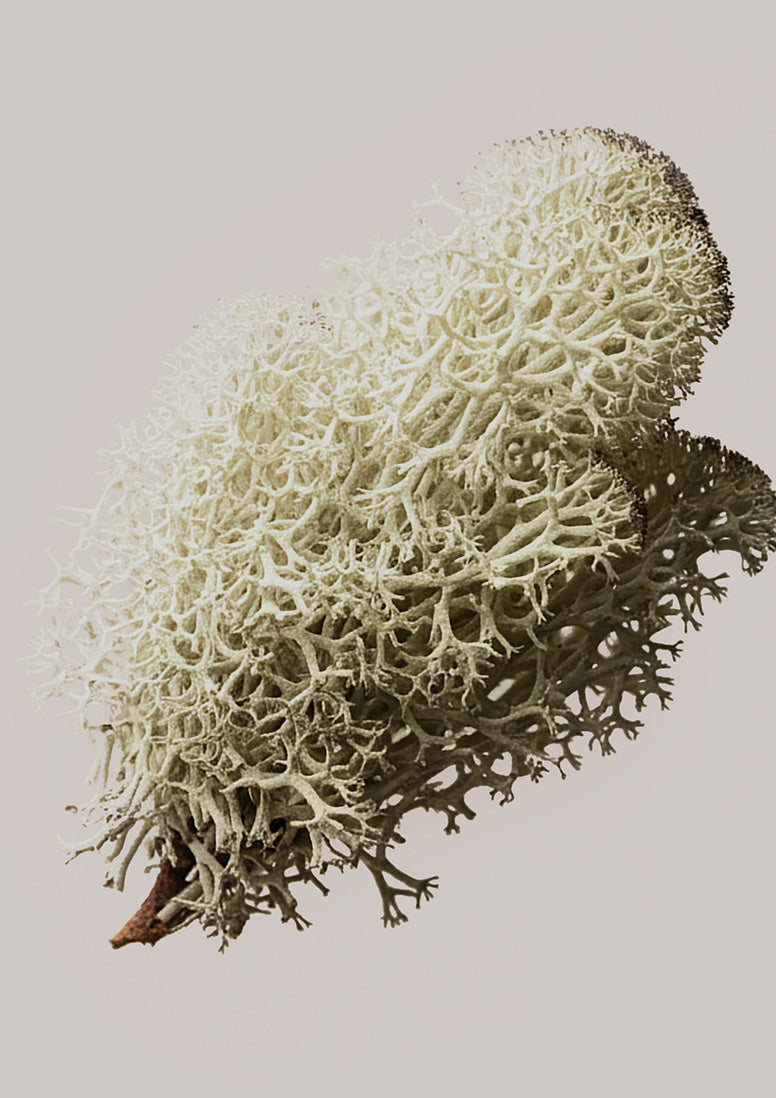 sweet ash様 Sweet Ash | Clean Fragrance – Snif